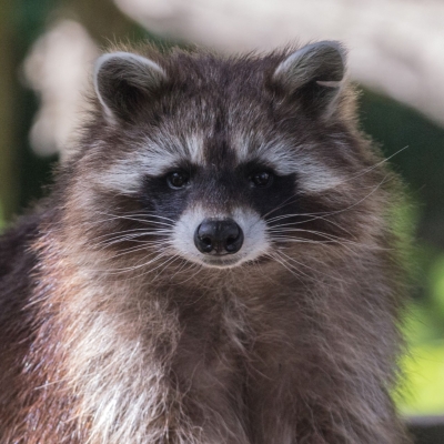 Raccoon - De Zonnegloed - Animal park - Animal refuge centre 